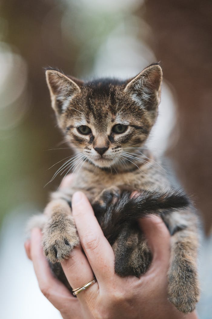 A kitten is being held in the hands of a person